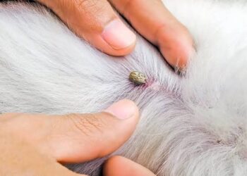 Crece atención de caninos por epidemia de garrapatas