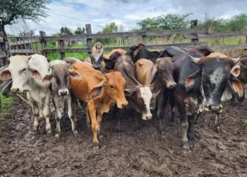 Lluvia benefició al campo y ganaderos