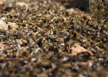 Denuncian muerte masiva de abejas en Yucatán; 759 colmenas resultaron afectadas