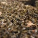Denuncian muerte masiva de abejas en Yucatán; 759 colmenas resultaron afectadas
