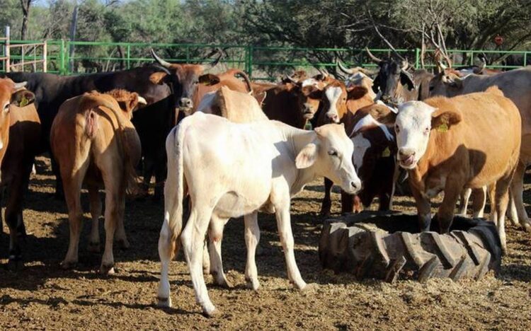 Reportan los ganaderos condiciones favorables