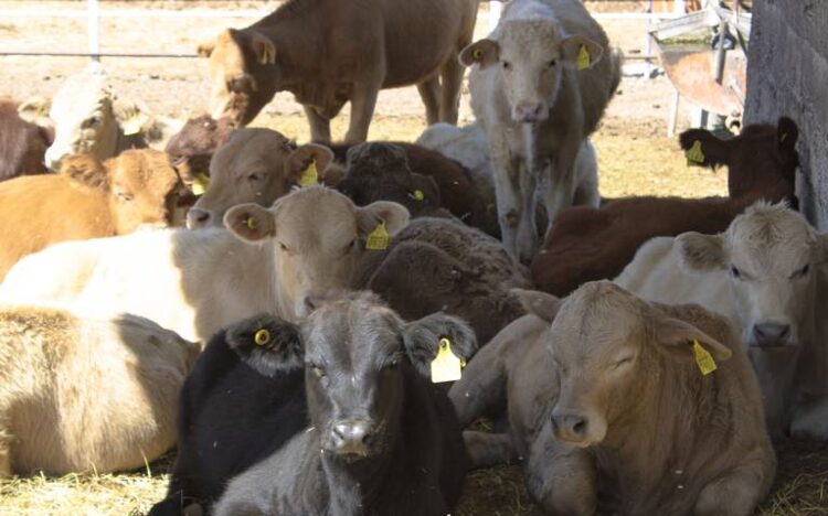 Exportan por Nuevo Laredo más de 4 mil becerros