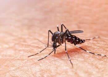 Incrementó hasta 30 por ciento más casos de dengue en Tamaulipas