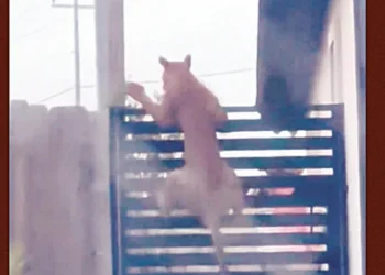 ALERTA EN LAREDO Pumas acechan entre las casas