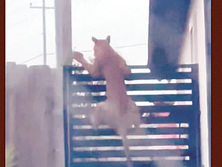 ALERTA EN LAREDO Pumas acechan entre las casas