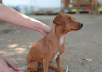 Aplica Gobierno Municipal multas por maltrato animal