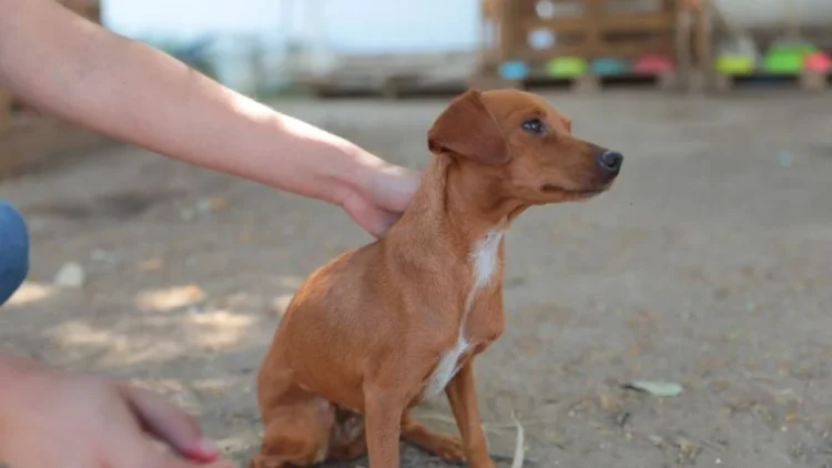 Aplica Gobierno Municipal multas por maltrato animal