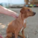 Aplica Gobierno Municipal multas por maltrato animal