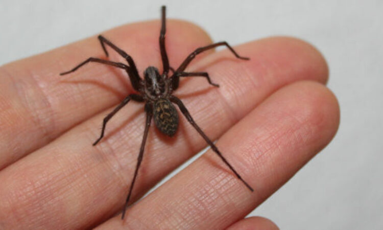 Piden cuidarse de la picadura de arañas