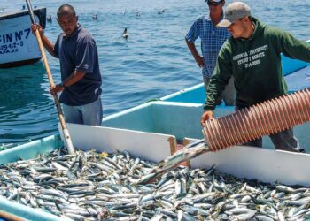Sardina desplaza al Atún como el producto de mar de mayor consumo en México