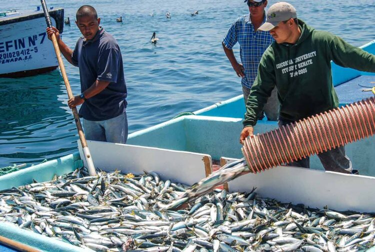 Sardina desplaza al Atún como el producto de mar de mayor consumo en México