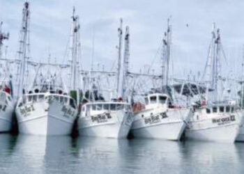 La más grande del Golfo de México: flota camaronera tamaulipeca