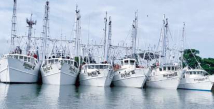 La más grande del Golfo de México: flota camaronera tamaulipeca