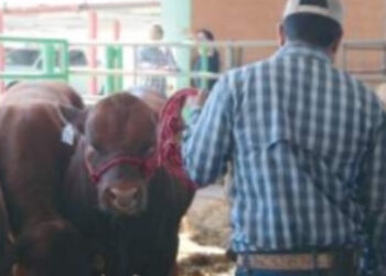 Brinda Gobierno Municipal apoyos a ganaderos locales