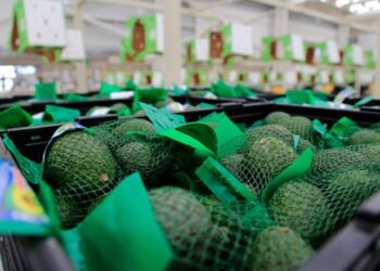 ¡HASTA EN 120 PESOS! Precio de aguacate, “POR LAS NUBES”