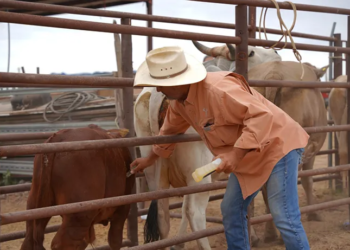 Apoyan a pequeños productores con vacunación de ivermectina para su ganado
