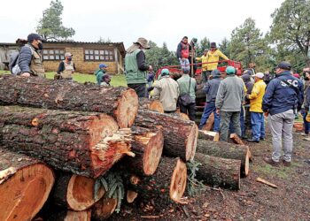 Redoblan esfuerzos contra la tala ilegal en México