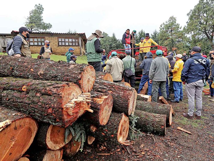 Redoblan esfuerzos contra la tala ilegal en México