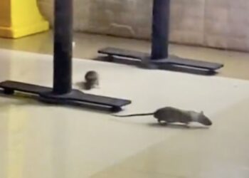 SALUDAN A PEATONES Captan a ratones en restaurante