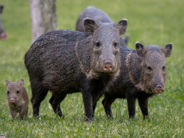 Esperan derrama de $15 MDD por temporada cinegética 2024-2025