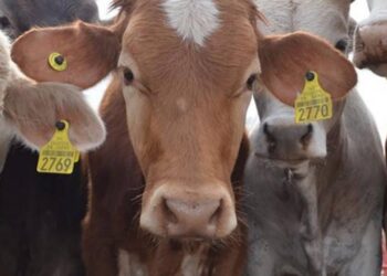 POR GUSANO BARRENADOR Suspenden exportación de ganado mexicano a EUA