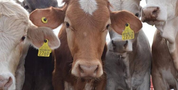 POR GUSANO BARRENADOR Suspenden exportación de ganado mexicano a EUA