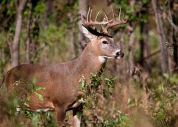 TAMAULIPAS, NL, COAHUILA Casi mil ranchos listos para cazar