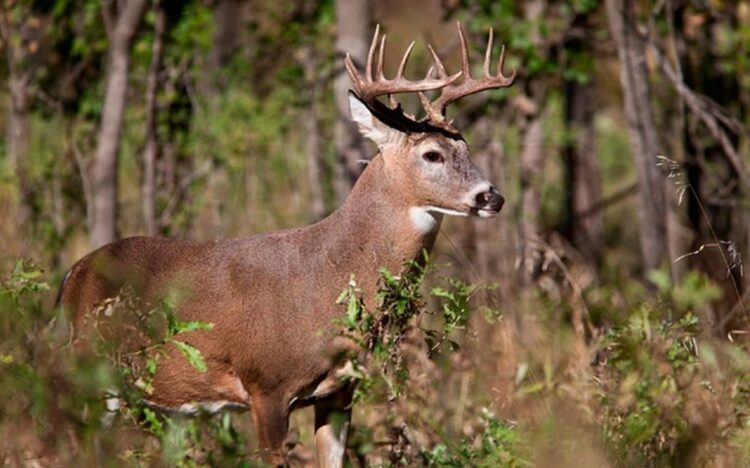 TAMAULIPAS, NL, COAHUILA Casi mil ranchos listos para cazar