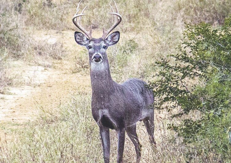 Logran primeros trofeos en temporada de cacería