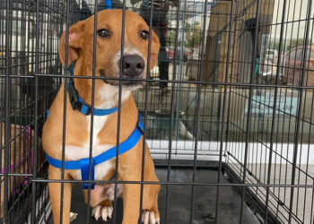 Llama APA a ciudadanos para adoptar mascotas