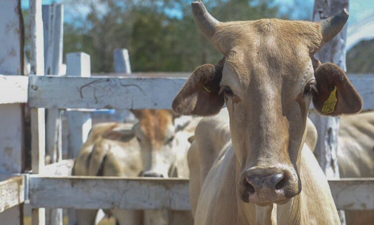 Tamaulipas proyecta recuperar estatus sanitario para exportación ganadera