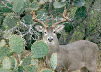 Gran afluencia de cazadores en la última semana de temporada