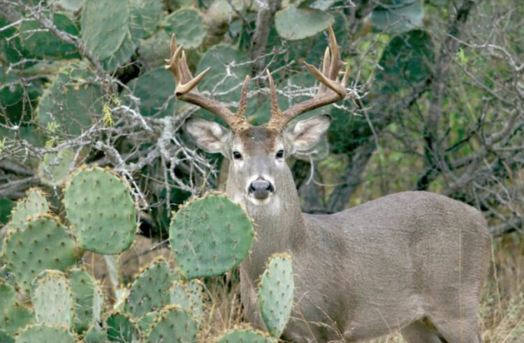 Gran afluencia de cazadores en la última semana de temporada