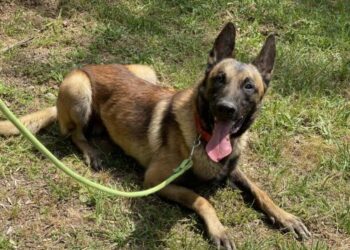 Localizan a salvo a “Juri”, el perro policía especializado en narcóticos