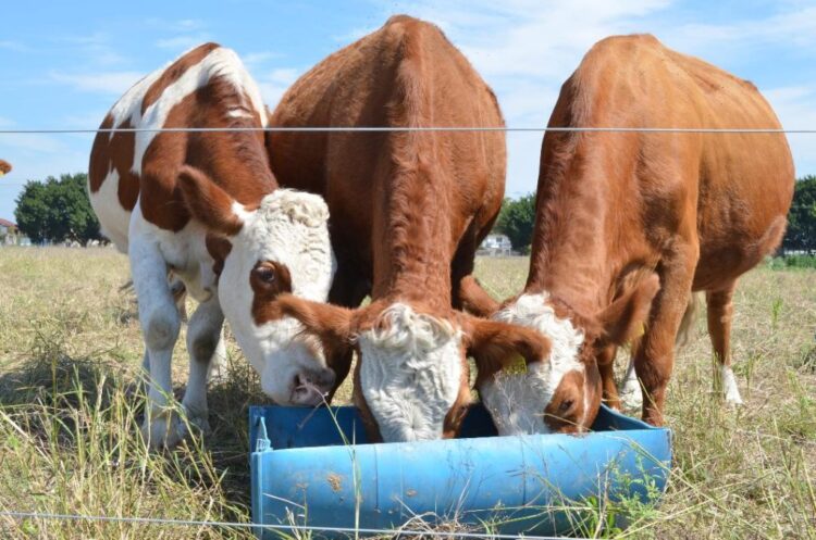 Crisis ganadera; sin exportación y con sequía