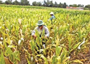 México levanta prohibición al maíz transgénico tras perder disputa con EE.UU.
