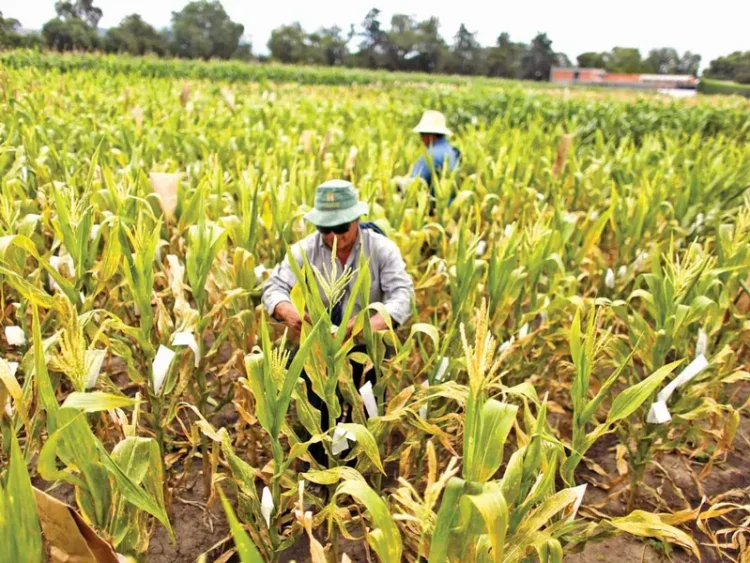 México levanta prohibición al maíz transgénico tras perder disputa con EE.UU.