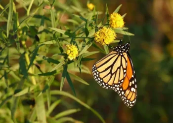 Cambio climático podría extinguir la migración de la mariposa monarca para 2090