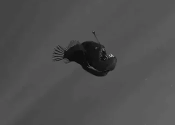 Avistamiento de pez diablo en aguas poco profundas genera revuelo en redes sociales
