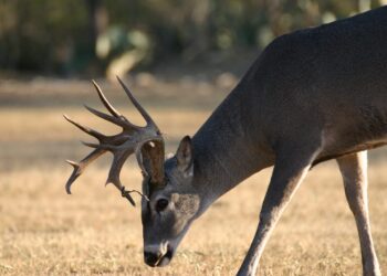 Acaba temporada de cacería de venado; sumó 3 mil participantes