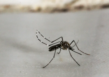 Refuerzan medidas sanitarias para la prevención del dengue