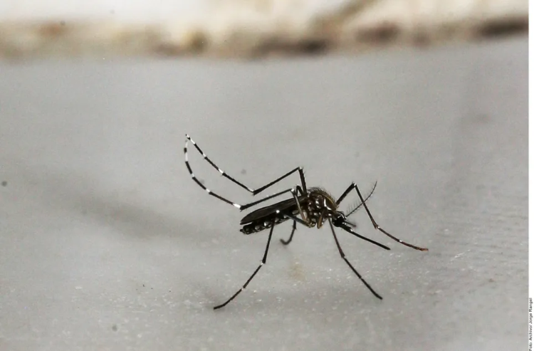 Refuerzan medidas sanitarias para la prevención del dengue