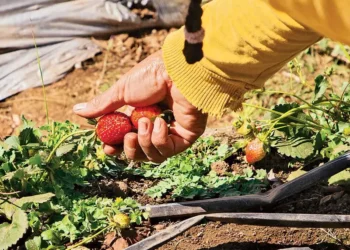Aranceles de Trump impactarán en el bolsillo de las familias estadounidenses