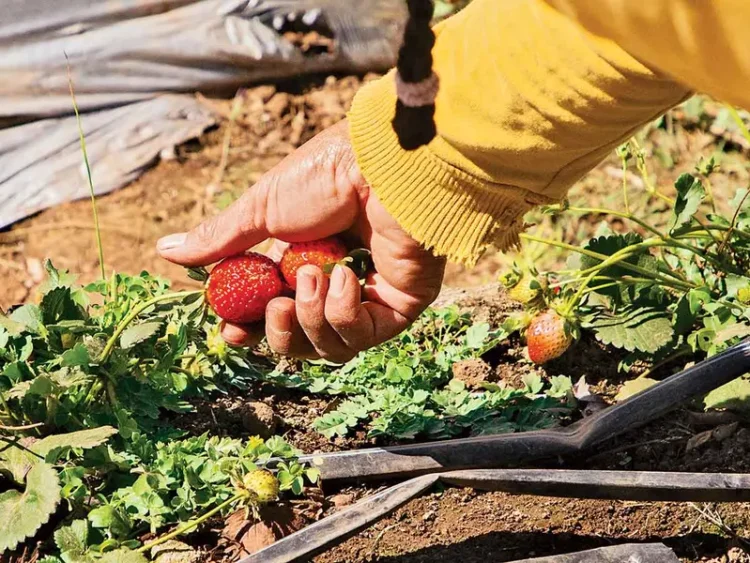 Aranceles de Trump impactarán en el bolsillo de las familias estadounidenses