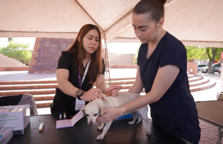 Responden ciudadanos a jornada de vacunación canina