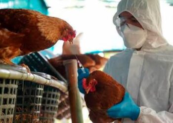 Tamaulipas se blinda contra la gripe aviar y presume estar libre del virus