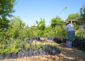 EN NUEVO LAREDO Lanzan programa de jardines polinizadores