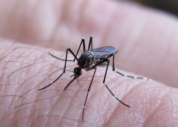 SECRETARÍA DE SALUD Refuerzan campaña contra el dengue en zona de riesgo
