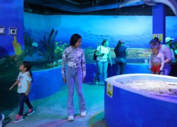 Gratis zoológico, acuario y alberca este sábado