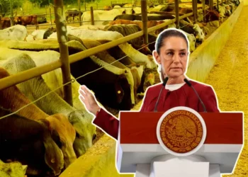 Sheinbaum califica de injusto el cierre fronterizo al ganado mexicano